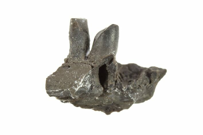 Permian Reptile Jaw Section - Oklahoma #261490